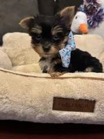 Max, a male Yorkshire Terrier for sale in Houston, TX – 2 of 5
