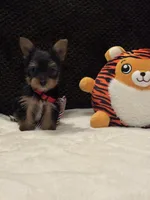 Jack, a male Yorkshire Terrier for sale in Houston, TX – 9 of 9