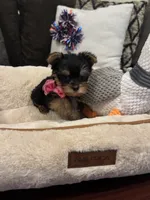Princess, a female Yorkshire Terrier for sale in Houston, TX – 4 of 5