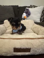Milo, a male Yorkshire Terrier for sale in Houston, TX – 3 of 5