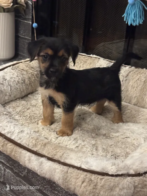 Simba – Morkie puppy for sale in Houston, TX