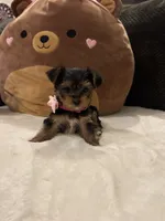 Tiffany, a female Yorkshire Terrier for sale in Houston, TX – 3 of 7