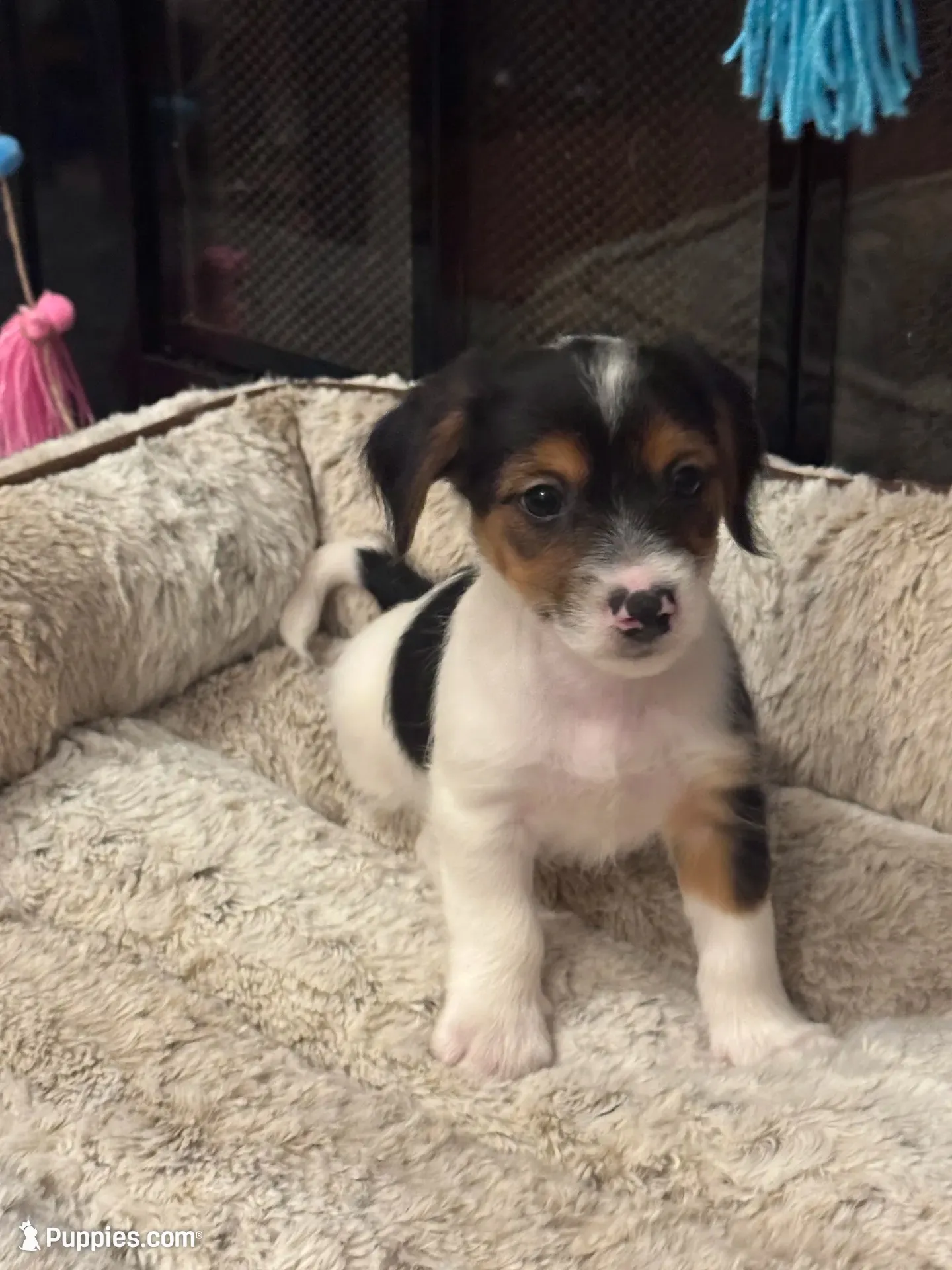 Ziggi, a male Morkie for sale in Houston, TX – 5 of 6
