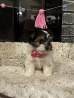Megan, a female Yorkshire Terrier and Morkie for sale in Houston, TX – 2 of 6
