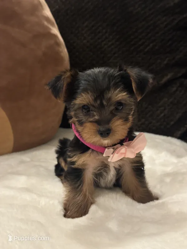 Tiffany – Yorkshire Terrier puppy for sale in Houston, TX