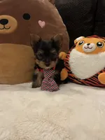 Jack, a male Yorkshire Terrier for sale in Houston, TX – 7 of 9
