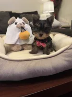 Lilo, a female Yorkshire Terrier for sale in Houston, TX – 2 of 4