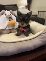 Lilo, a female Yorkshire Terrier for sale in Houston, TX – 3 of 4
