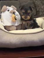 Maximo, a male Yorkshire Terrier for sale in Houston, TX – 2 of 5
