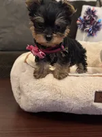 Princess, a female Yorkshire Terrier for sale in Houston, TX – 2 of 5