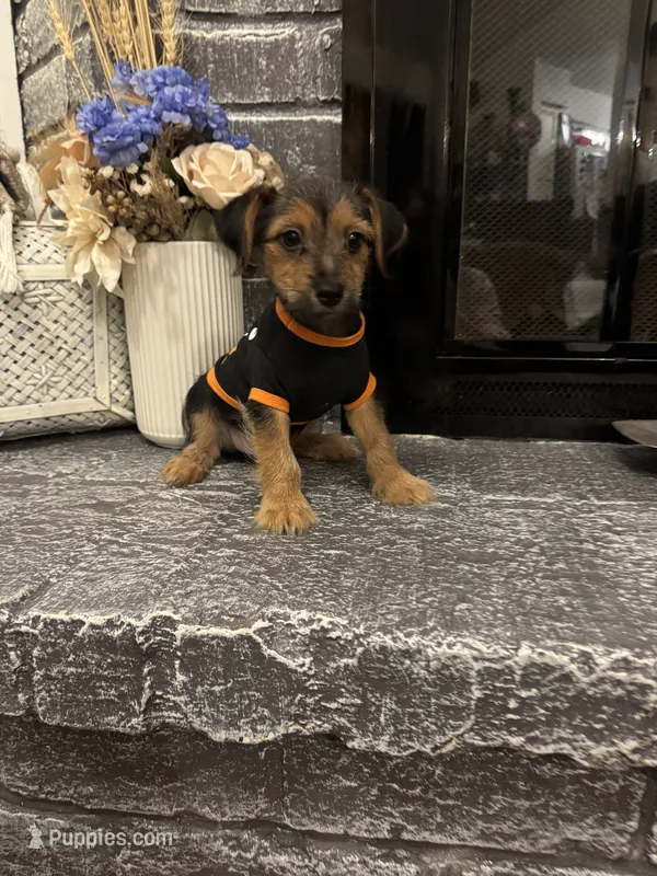 Bicho – Morkie puppy for sale in Houston, TX