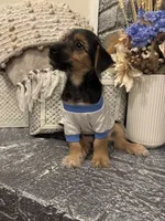 Simba, a male Morkie for sale in Houston, TX – 5 of 6