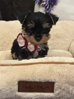 Honey, a female Yorkshire Terrier for sale in Houston, TX – 3 of 5