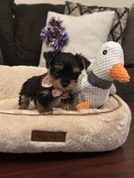 Honey, a female Yorkshire Terrier for sale in Houston, TX – 4 of 5