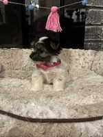 Megan, a female Yorkshire Terrier and Morkie for sale in Houston, TX – 6 of 6