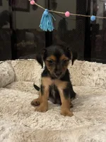 Bicho, a male Morkie for sale in Houston, TX – 6 of 6
