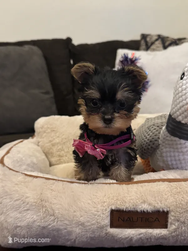 Princess – Yorkshire Terrier puppy for sale in Houston, TX