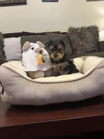 Maximo, a male Yorkshire Terrier for sale in Houston, TX – 5 of 5