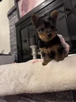Misty, a female Yorkshire Terrier for sale in Houston, TX – Photo 7 of 7