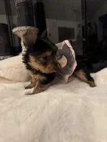 Misty, a female Yorkshire Terrier for sale in Houston, TX – Photo 5 of 7