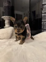 Misty, a female Yorkshire Terrier for sale in Houston, TX – Photo 6 of 7