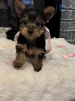 Misty, a female Yorkshire Terrier for sale in Houston, TX – Photo 4 of 7