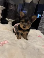 Misty, a female Yorkshire Terrier for sale in Houston, TX – Photo 1 of 7