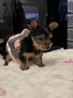 Misty, a female Yorkshire Terrier for sale in Houston, TX – Photo 3 of 7