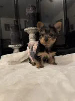 Misty, a female Yorkshire Terrier for sale in Houston, TX – Photo 2 of 7