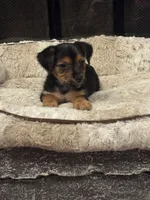 Bicho, a male Morkie for sale in Houston, TX – 5 of 6