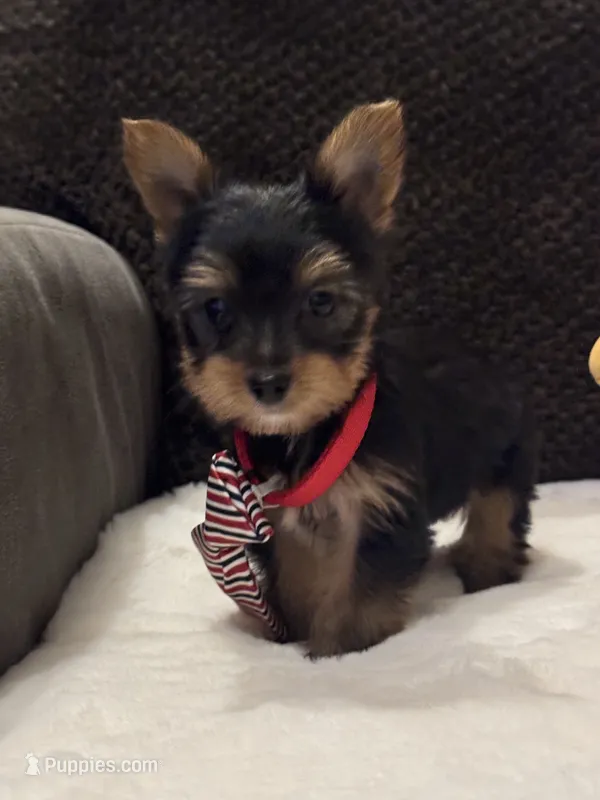 Jack – Yorkshire Terrier puppy for sale in Houston, TX