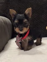 Jack, a male Yorkshire Terrier for sale in Houston, TX – 1 of 9