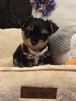 Honey, a female Yorkshire Terrier for sale in Houston, TX – 2 of 5