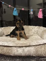Bicho, a male Morkie for sale in Houston, TX – 2 of 6