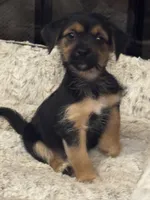 Simba, a male Morkie for sale in Houston, TX – 2 of 6