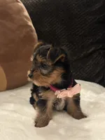 Tiffany, a female Yorkshire Terrier for sale in Houston, TX – 2 of 7