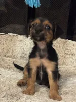 Bicho, a male Morkie for sale in Houston, TX – 4 of 6