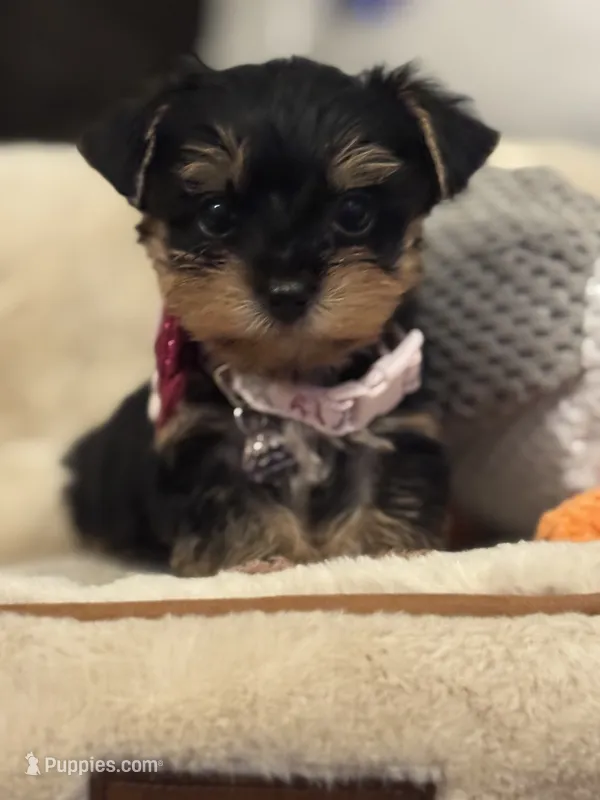 Honey – Yorkshire Terrier puppy for sale in Houston, TX