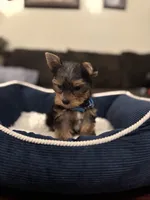 Benny, a male Yorkshire Terrier for sale in Houston, TX – 2 of 8