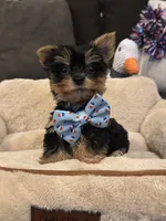 Max, a male Yorkshire Terrier for sale in Houston, TX – 4 of 5