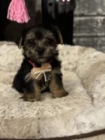 Brisa, a female Yorkshire Terrier and Morkie for sale in Houston, TX – 4 of 6