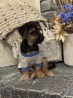 Simba, a male Morkie for sale in Houston, TX – 4 of 6