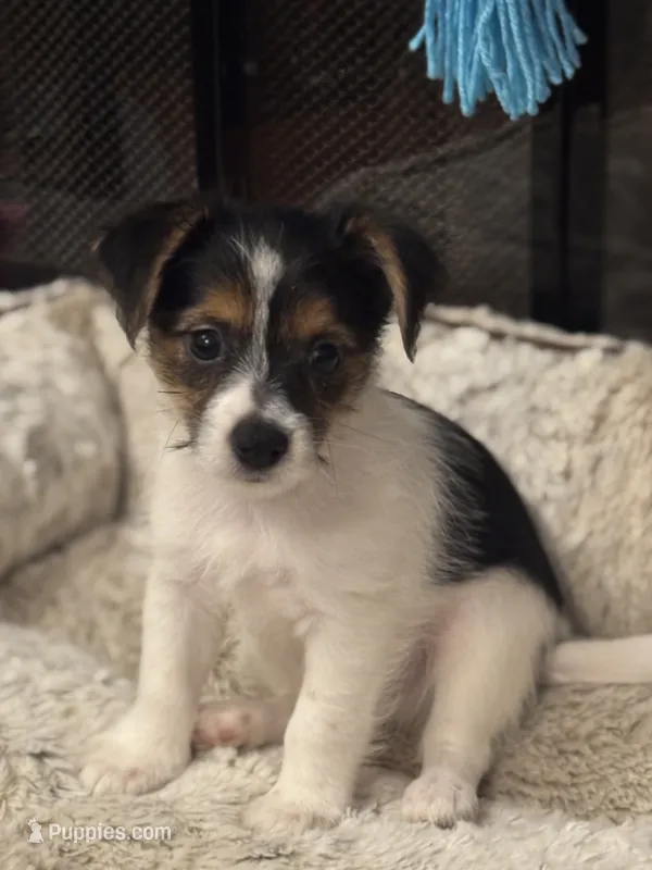 Lucas – Morkie puppy for sale in Houston, TX