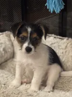 Lucas, a male Morkie for sale in Houston, TX – 1 of 6