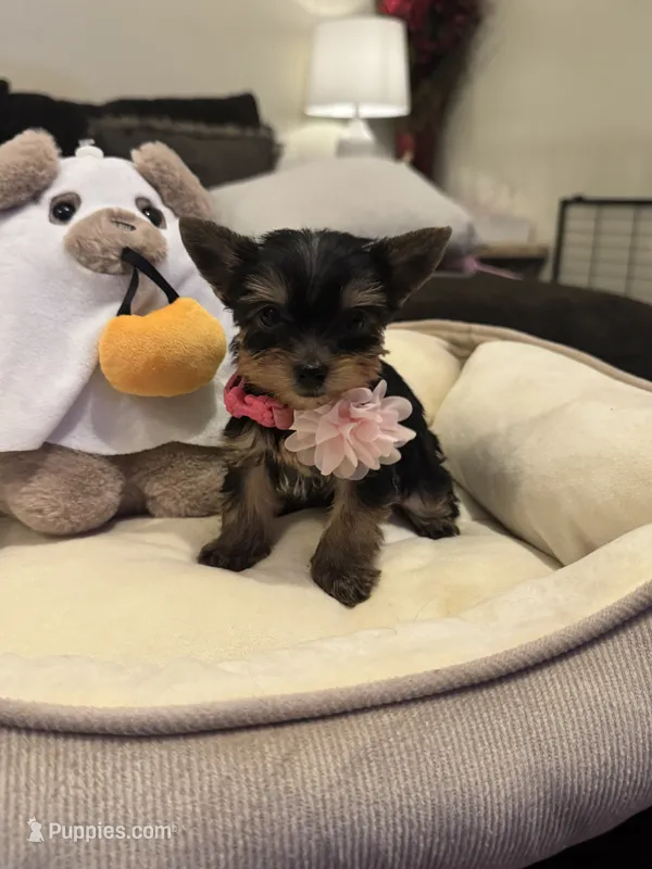 Bambi – Yorkshire Terrier puppy for sale in Houston, TX