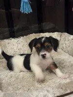 Ziggi, a male Morkie for sale in Houston, TX – 3 of 6