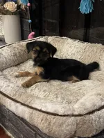 Simba, a male Morkie for sale in Houston, TX – 3 of 6