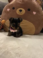 Celine, a female Yorkshire Terrier for sale in Houston, TX – 5 of 6
