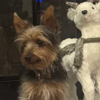 Miki, a male Yorkshire Terrier for sale in Houston, TX – Photo 4 of 10