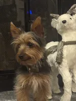 Miki, a male Yorkshire Terrier for sale in Houston, TX – Photo 4 of 10